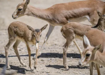 Doğal Yaşam Parkı’nda hayata döndüren müdahale