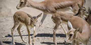 Doğal Yaşam Parkı’nda hayata döndüren müdahale