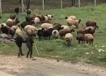 Elazığ’da minik çobanların sürü başında halayı
