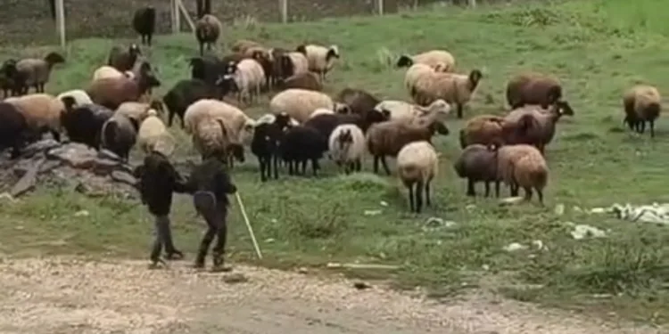 Elazığ’da minik çobanların sürü başında halayı