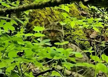 Bolu’da ormanlık alanda gezinen yaban kedisi görüntülendi