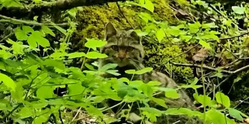 Bolu’da ormanlık alanda gezinen yaban kedisi görüntülendi