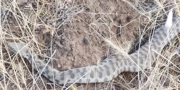 Bir ısırığı insanı öldürmeye yeter: Engerek Elazığ’da ortaya çıktı