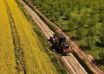 Tarla yolları hasada hazırlanıyor