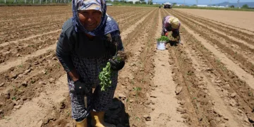 Aydın’da biberler toprakla buluştu