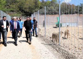 Kocaeli’de 650 köpek kapasiteli yeni barınak hizmete alındı