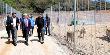 Kocaeli’de 650 köpek kapasiteli yeni barınak hizmete alındı