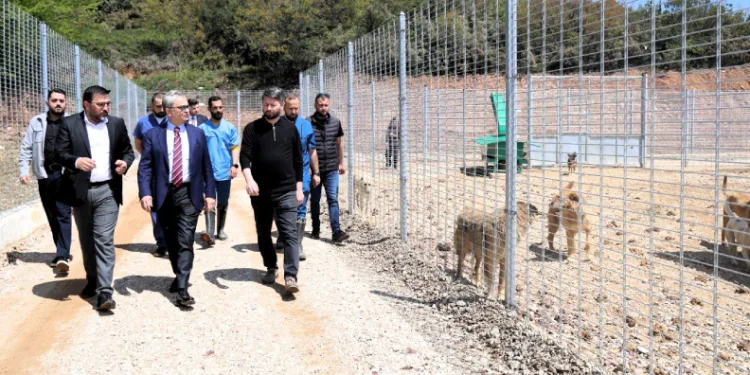 Kocaeli’de 650 köpek kapasiteli yeni barınak hizmete alındı