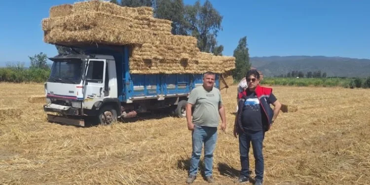 Söke’de hububat tarlalarında sıkı denetim