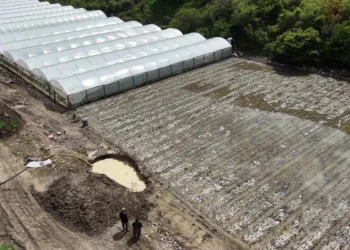 Çiftçinin taşkın nöbeti: Arazisindeki bitkiler Yeşilırmak’tan sızan suyun altında kaldı