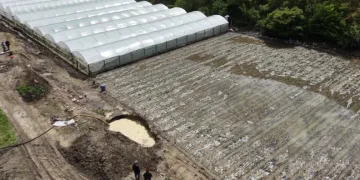 Çiftçinin taşkın nöbeti: Arazisindeki bitkiler Yeşilırmak’tan sızan suyun altında kaldı