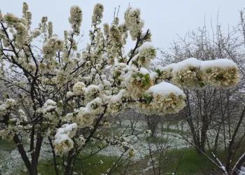Kütahya’da mayıs karı yağışı hayatı olumsuz etkiledi, üretici endişeli
