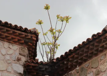 Çatıda yetişen ağaç hayrete düşürüyor: Kesiliyor, kuruyor ama yeniden yeşeriyor