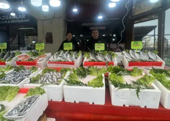Alaplı balıkçı tezgahlarında çeşit bitti mezgit fiyatı 500 liraya çıktı