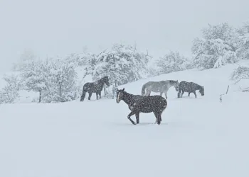 Bolu’da yılkı atları karlar altında görüntülendi