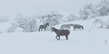 Bolu’da yılkı atları karlar altında görüntülendi