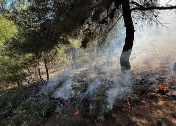 Bilecik’te ormanlık alanda yangın çıktı