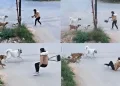 “Sokak Köpeklerinin Hepsini Barınaklara Toplatacağım”