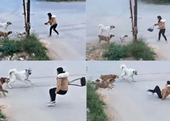 “Sokak Köpeklerinin Hepsini Barınaklara Toplatacağım”