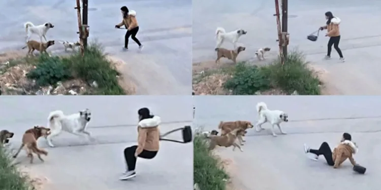 “Sokak Köpeklerinin Hepsini Barınaklara Toplatacağım”