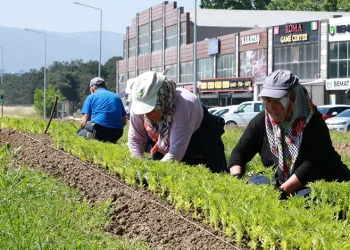 Osmangazi’nin her yeri çiçeklerle donatılıyor