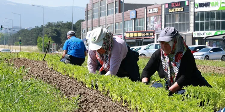 Osmangazi’nin her yeri çiçeklerle donatılıyor