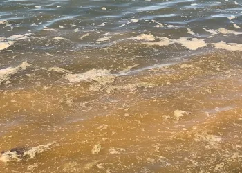 Mudanya’da müsilajdan sonra turuncu alarm
