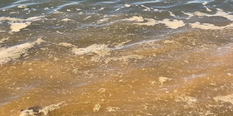 Mudanya’da müsilajdan sonra turuncu alarm