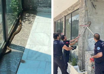 Bursa’da iş yerine giren yılan paniğe neden oldu