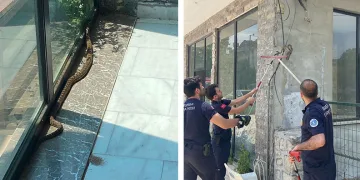 Bursa’da iş yerine giren yılan paniğe neden oldu