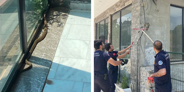Bursa’da iş yerine giren yılan paniğe neden oldu