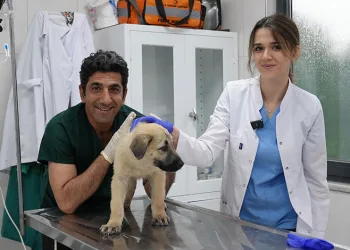 Bursa’da sıcaktan bunalan ayı kana kana su içti