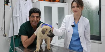 Bursa’da sıcaktan bunalan ayı kana kana su içti