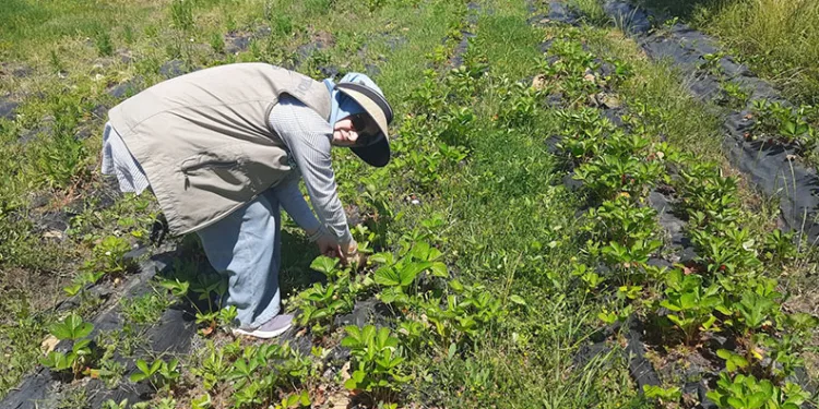 Ziraat mühendisleri pestisit kalıntısı denetimlerini yaptı