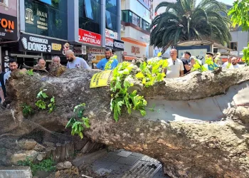 Bursa’da sıcaktan bunalan ayı kana kana su içti
