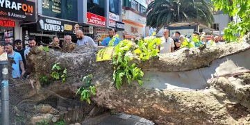 Bursa’da sıcaktan bunalan ayı kana kana su içti