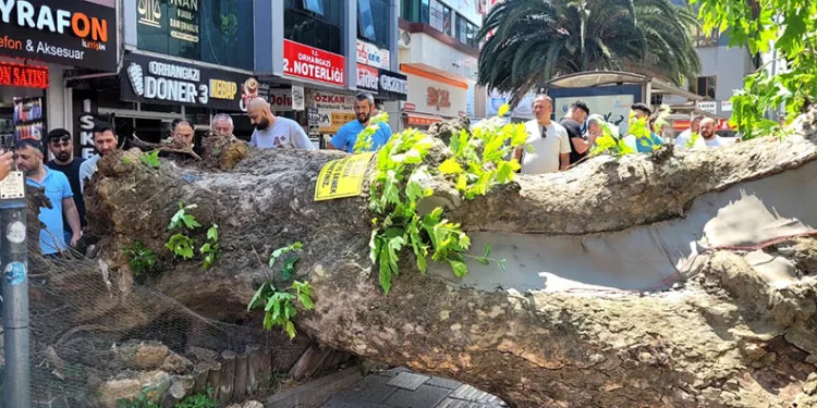 Bursa’da sıcaktan bunalan ayı kana kana su içti