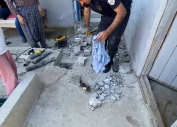 Denizli merkezli ‘Patates Hat’ operasyonunda 186 hat ele geçirildi