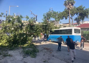 Osmaniye’de çınar ağacı, halk otobüsünün üzerine düştü: Saniyelerle kurtuldu