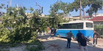 Osmaniye’de çınar ağacı, halk otobüsünün üzerine düştü: Saniyelerle kurtuldu