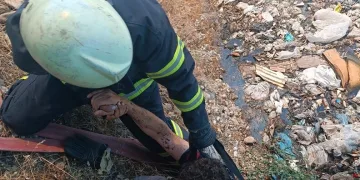 Osmaniye’de çınar ağacı, halk otobüsünün üzerine düştü: Saniyelerle kurtuldu