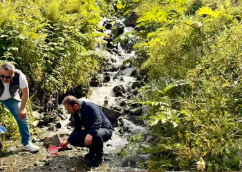 Uzungöl ve çevresindeki derelere 15 bin kırmızı benekli yavru alabalık bırakıldı