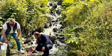 Uzungöl ve çevresindeki derelere 15 bin kırmızı benekli yavru alabalık bırakıldı