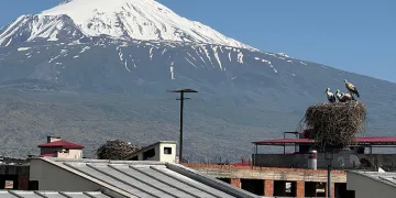 Leylekler Ağrı Dağı ile eşsiz görüntüler oluşturdu