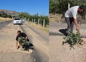 Çermik’te oluşan çukurlara ağaç dikerek yolların yapılmamasını protesto ettiler