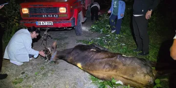 Artvin’de uçuruma yuvarlanan inek ekiplerin çabasıyla kurtarıldı