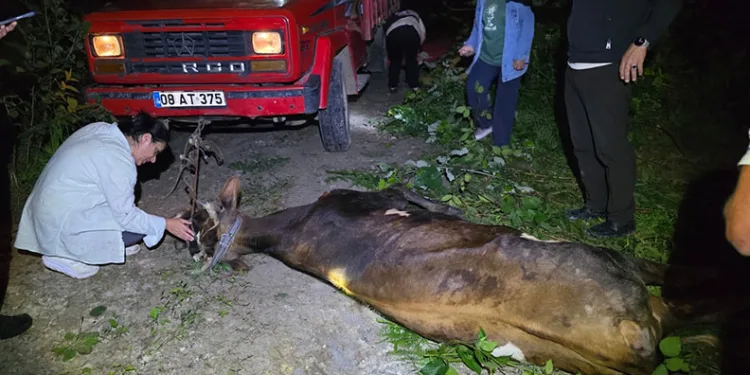Artvin’de uçuruma yuvarlanan inek ekiplerin çabasıyla kurtarıldı