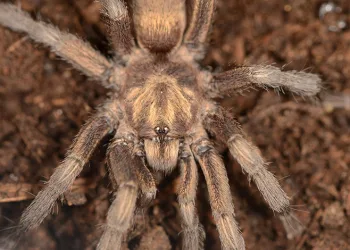 Türkiye’de ilk kez yeni bir tarantula cinsi kaydedildi