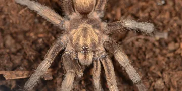 Türkiye’de ilk kez yeni bir tarantula cinsi kaydedildi