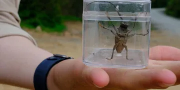 Kuzuyayla’da doğa adım adım tarandı